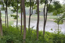 8月10日一个还没有学校上的小升初家长的苦恼图片