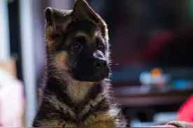 德牧被困拆迁房，好心人隔空喂食1年，它不仅活了下来还成了军犬图片