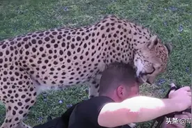 男子去非洲拍照，一只大猫突然过来舔他的脑袋，他瞬间僵硬不敢动图片