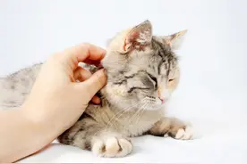 102只新冠病毒检测猫中的流浪猫，是怎么抓到的？图片