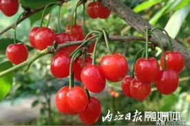 1小时卖出3000斤樱桃！内江这位镇长“赤膊”上线带货图片