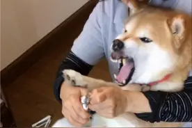 养狗预算有限？试试这8招“便宜养狗法”吧图片