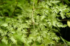 野草根根赛仙丹图片