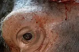 冷知识：河马的“汗”是红色的？图片