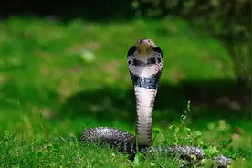 生活在越南的眼镜蛇有多悲催，身体的各个部分都会有不同的用处图片