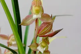 四川通江县出产的一颗春剑缟艺红素花，堪称双艺极品图片