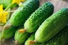 告诫大家：​一根黄瓜，一家四口全住院！吃黄瓜的4个禁忌要牢记图片