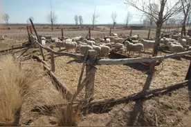 不想打工，农村养50只鸡、5头牛、40只羊，能有多少收入呢？图片