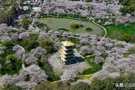 航拍武汉东湖樱花园 樱花环绕的日式建筑五重塔与樱花同框 图片