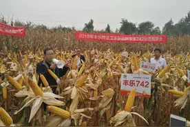2020年玉米春播在即，株距和保苗如何计算？为玉米生产保驾护航图片