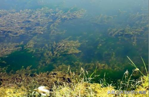 灭青苔药便宜效果又好，为何仍成为小龙虾养殖户心中抹不去的痛