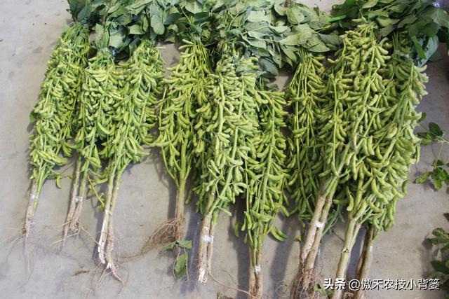 既是杀菌剂也是诱抗素，既有药效也有肥效——农用壳糖素不简单