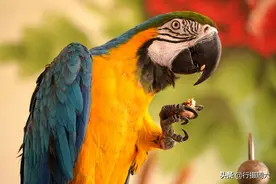 农村小伙买下1只3万元鹦鹉，妈妈说了1句话，鹦鹉3年不理她图片