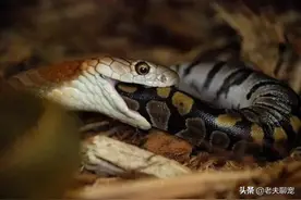 眼镜王蛇｜毒蛇之王，只许我毒你，不许你毒我的毒王之王图片