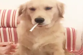狗都学会抽烟了？这姿势绝了，狗狗：哥抽的是寂寞