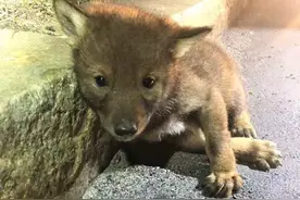 男子在路边捡了只小狗，几天后感觉不对，兽医：送它走吧图片