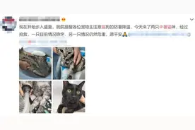 炎炎夏日，猫咪中暑怎么办？图片