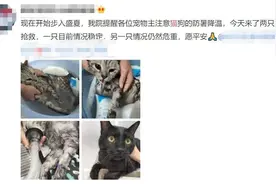 炎炎夏日，猫咪中暑怎么办？图片