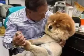 松狮被带去剃光毛后，委屈得像出嫁的姑娘，还回家找爷爷哭泣图片