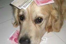 金毛被人偷走失踪，几天后回来叼着张“纸”，主人看清后开心极了图片