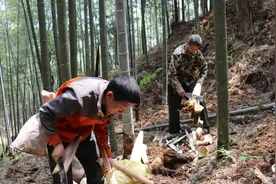 长汀馆前：深山挖笋开拓致富路图片