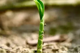 不打雷不生长，必有惊雷才有它的出现，人称其“雷公笋”图片