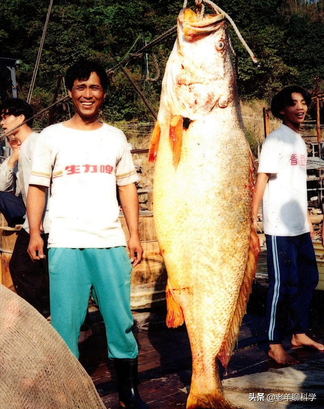 取花胶 2026年取花胶的是什么鱼