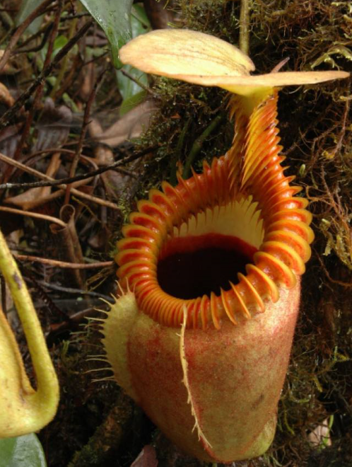 当昆虫一类植物钻到它的袋子里,盖子一合,就开