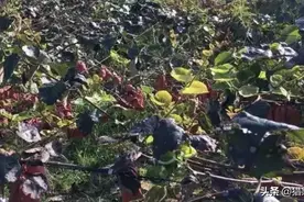 猕猴桃秋梢大量萌发，明年产量堪忧图片