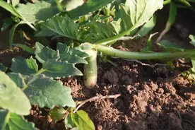 种萝卜用错肥料，空心多，产量低，如何正确施肥？图片