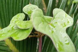 风中飘飞的雨图片