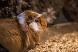 荷兰猪的死因分析，这些事情都会让荷兰猪短命图片