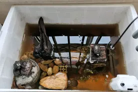 diy乌龟晒台（新手必看）图片