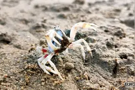 哇噻！钦州这片沙滩有好多沙蟹，一会儿就能捉到一斤的那种图片