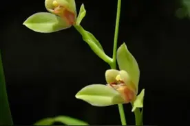 一月映三江，一石证菩提…图片