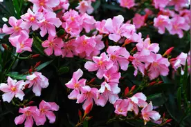 3种全年开花的植物，它们是“毒花”，因为花漂亮，还是有人养它图片