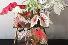 8种贵气花，客厅长的旺，不用晒太阳，叶子像油画一样图片