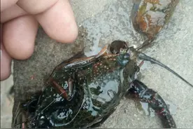 辟谣:9月份之后注意防范小龙虾软壳病，软壳虾不一定是蜕壳虾图片