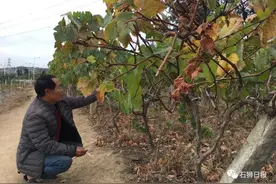 两个水塘都没水了，石狮这一大片菜地“喊渴”……图片