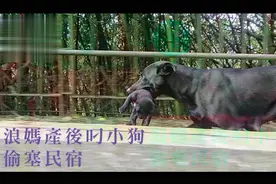 流浪狗无力照顾8只小狗，将它们都叼去民宿寻求帮助，结局很温暖图片