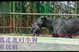 流浪狗无力照顾8只小狗，将它们都叼去民宿寻求帮助，结局很温暖图片