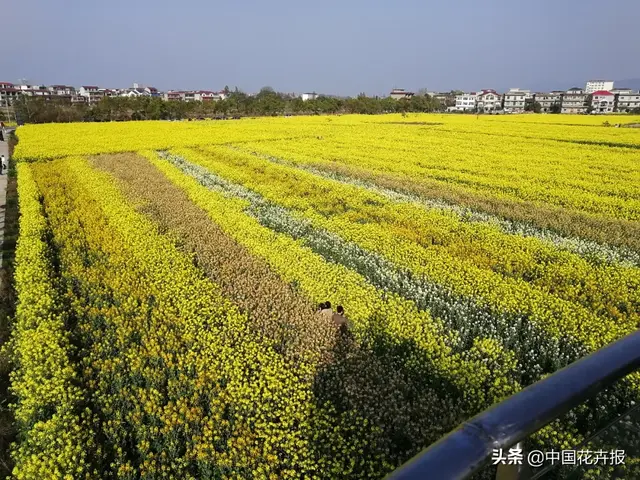 北国杏花初绽，江南已是油菜花漫山，“可甜可盐”的彩色油菜花，爱了！