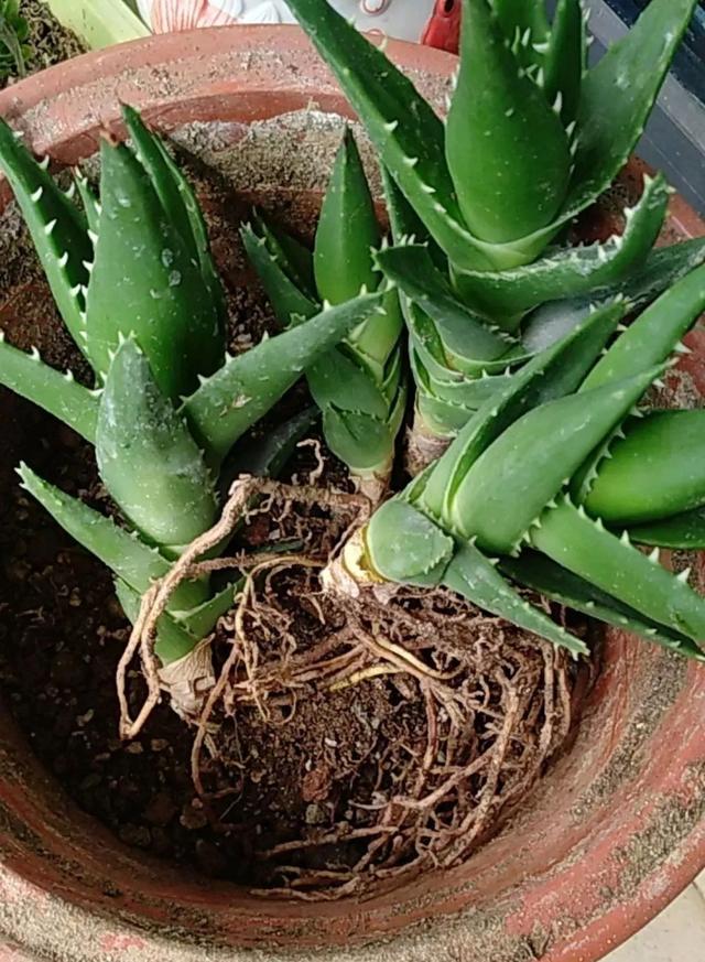 水里还能养芦荟 简单几步 土培变水培
