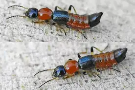 隐翅虫的毒性有多强？体液比眼镜蛇更毒，捕蝇草吸收它都会枯萎图片