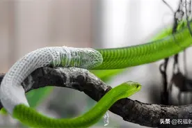 蛇蜕有用吗？——万物皆可用系列图片