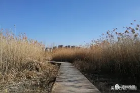 惊喜！阜阳城区这里居然藏着一块湿地图片