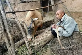 老两口守着山乡清静一点不清闲，起早贪黑只为一头牛几只鸡图个啥图片