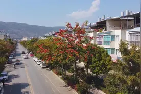 【大美施甸】一城春风一城花图片
