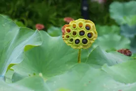 大暑节气，这汤要常给家人喝，10块钱煮一大锅，不油不腻开胃消暑图片