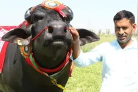 身价2000万的“印度神牛”，配一次种5万元，每天都要喝威士忌图片